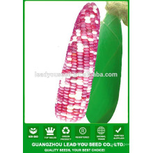 CO03 Ganxin mélange couleur f1 hybride champ graines de maïs waxy à vendre
